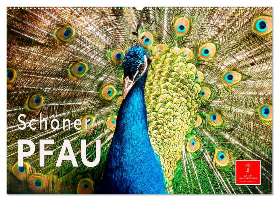 Schöner Pfau (CALVENDO Wandkalender 2026)