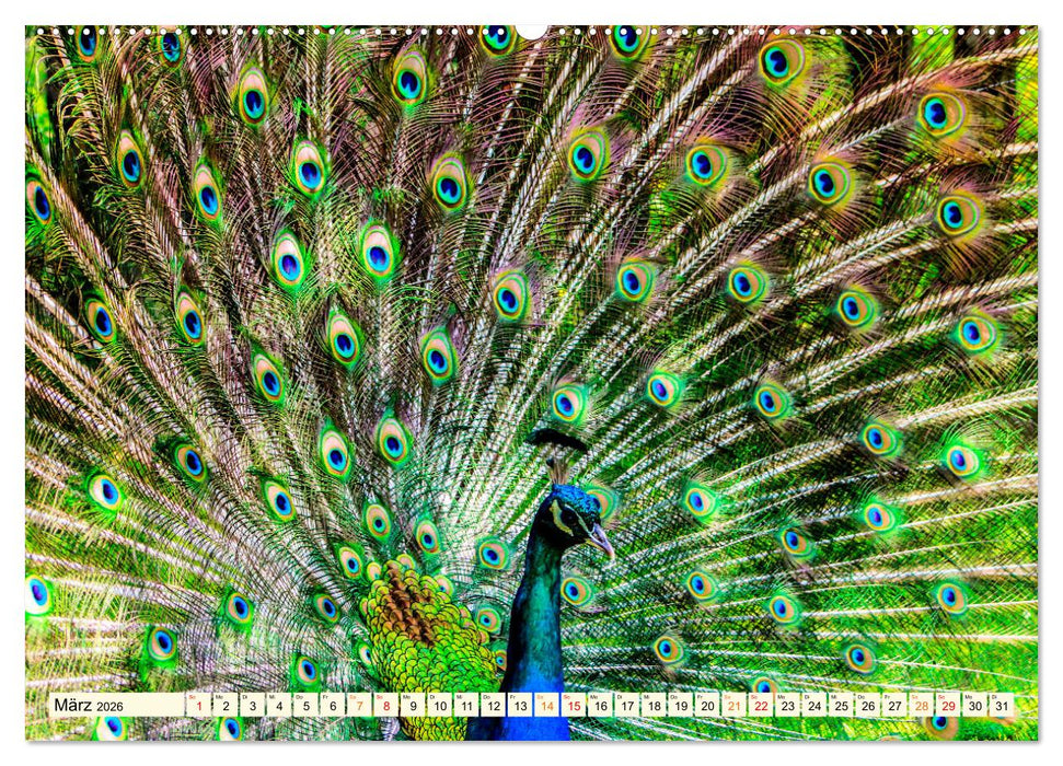 Schöner Pfau (CALVENDO Wandkalender 2026)