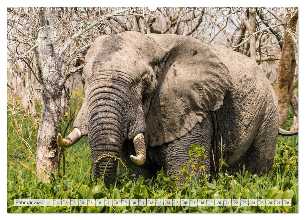 Uganda - ein Land der Vielfalt (CALVENDO Wandkalender 2026)