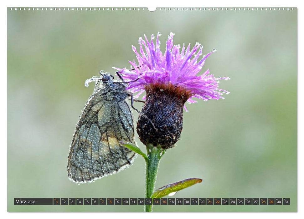Taufrisch ... am frühen Morgen in der Wiese (CALVENDO Wandkalender 2026)