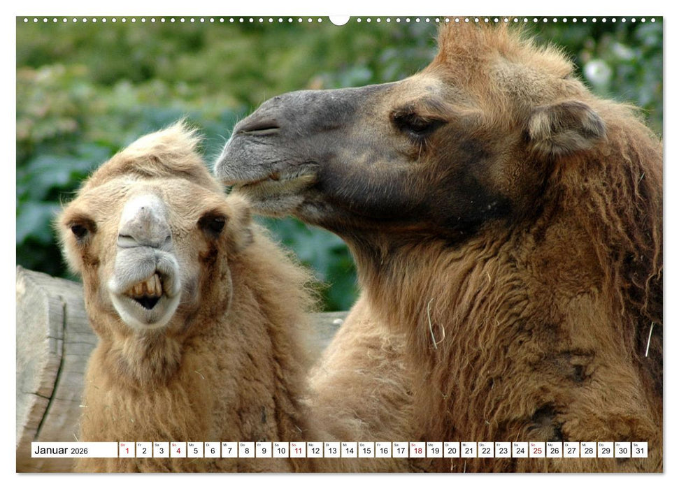 Trampeltiere und Alpakas (CALVENDO Premium Wandkalender 2026)