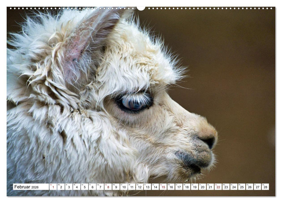 Trampeltiere und Alpakas (CALVENDO Premium Wandkalender 2026)