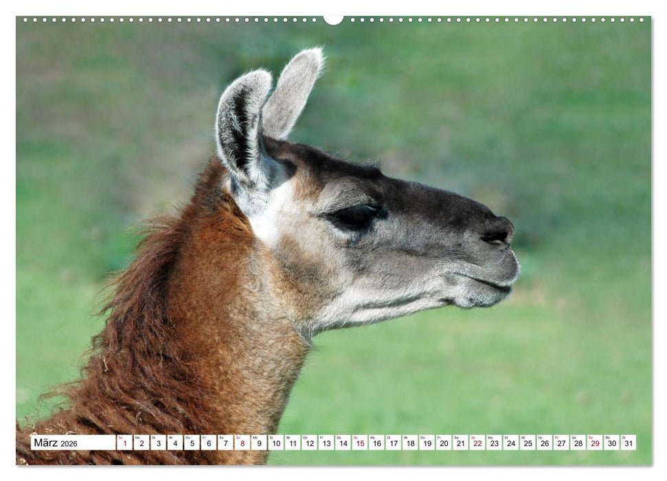 Trampeltiere und Alpakas (CALVENDO Premium Wandkalender 2026)