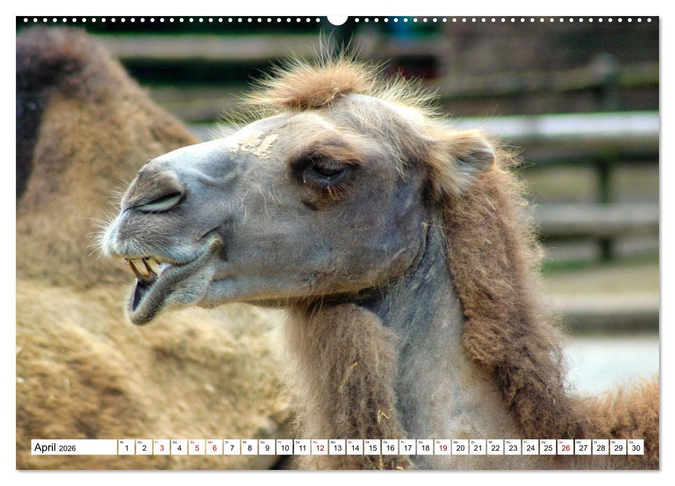 Trampeltiere und Alpakas (CALVENDO Premium Wandkalender 2026)