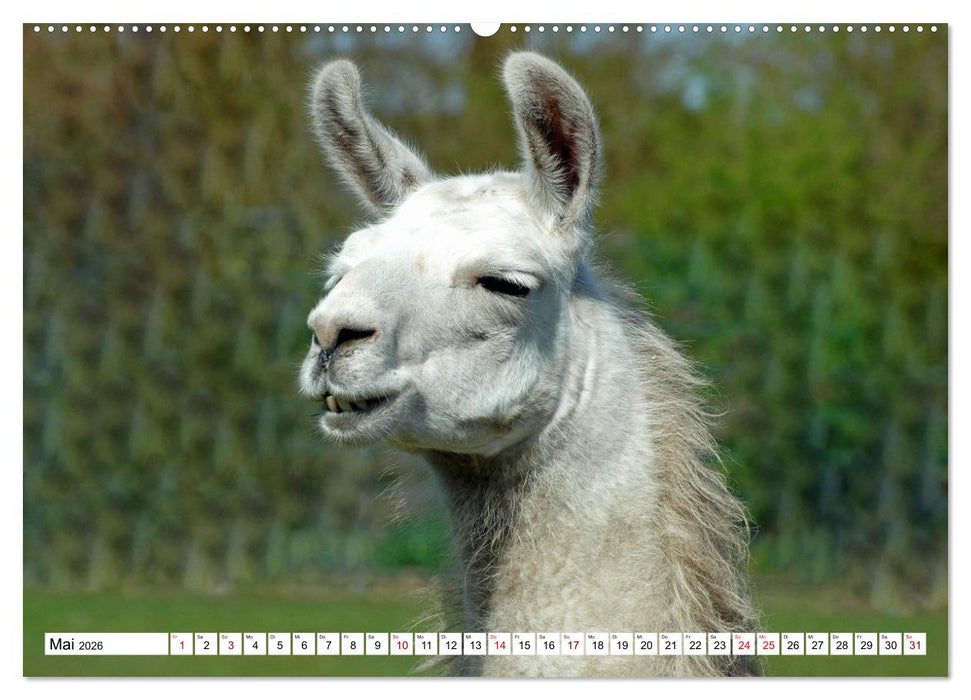 Trampeltiere und Alpakas (CALVENDO Premium Wandkalender 2026)