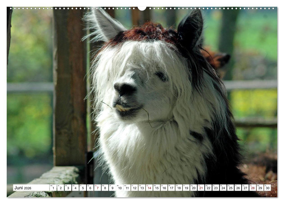 Trampeltiere und Alpakas (CALVENDO Premium Wandkalender 2026)