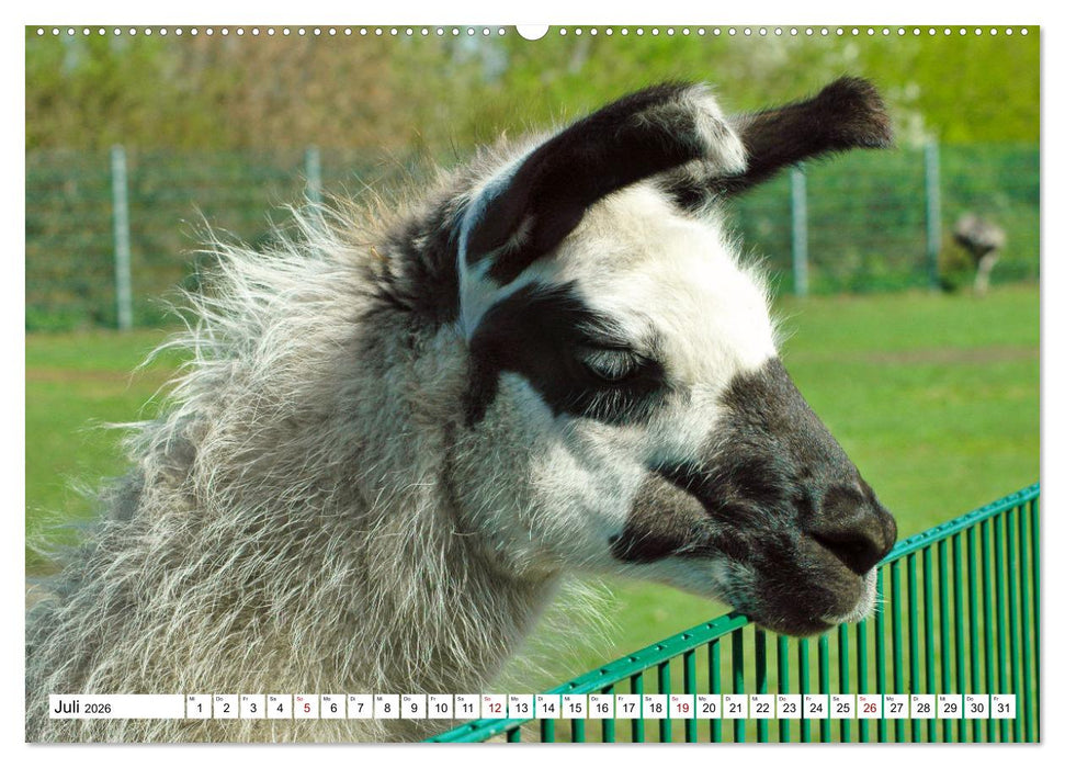 Trampeltiere und Alpakas (CALVENDO Premium Wandkalender 2026)