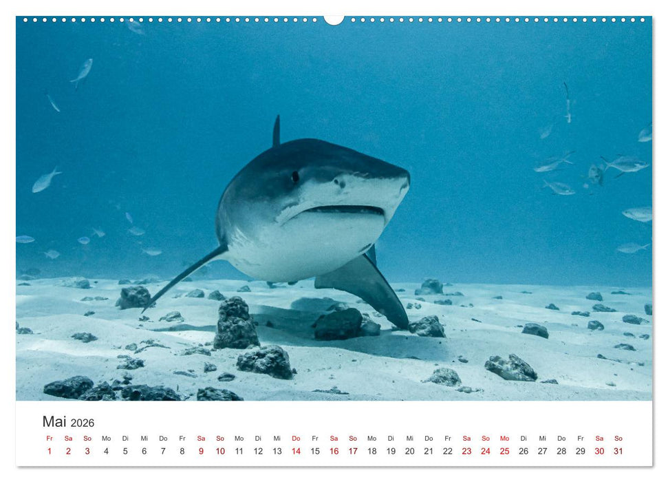 Faszination blaue Welt (CALVENDO Wandkalender 2026)