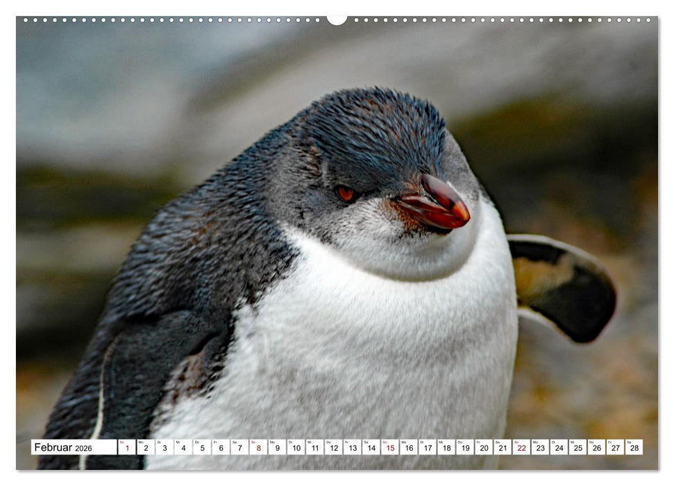 Tierische Frackträger (CALVENDO Wandkalender 2026)