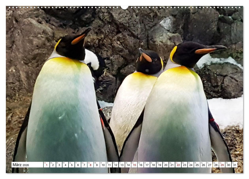 Tierische Frackträger (CALVENDO Wandkalender 2026)