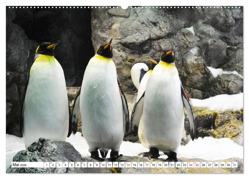 Tierische Frackträger (CALVENDO Wandkalender 2026)