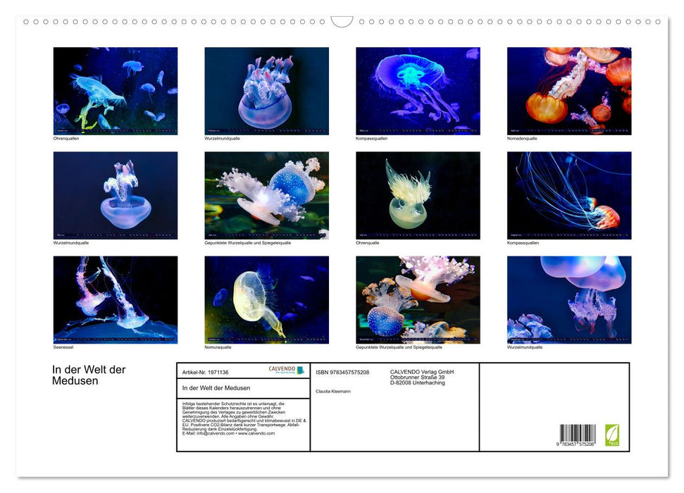 In der Welt der Medusen (CALVENDO Wandkalender 2026)