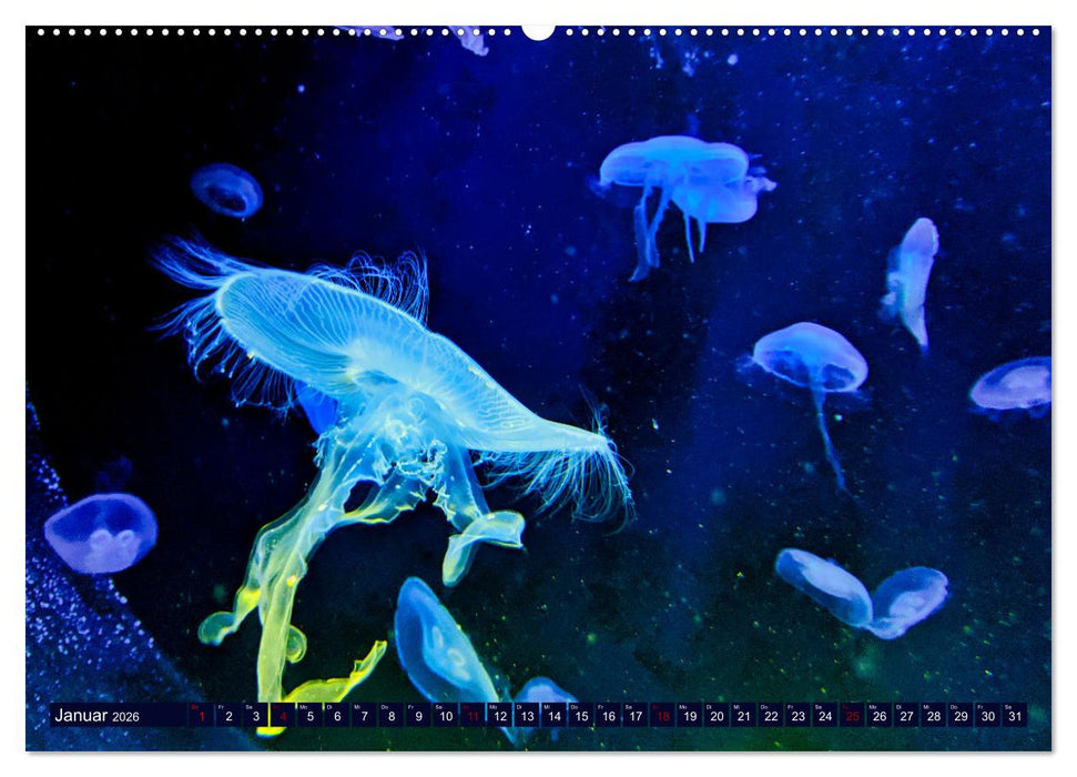 In der Welt der Medusen (CALVENDO Wandkalender 2026)