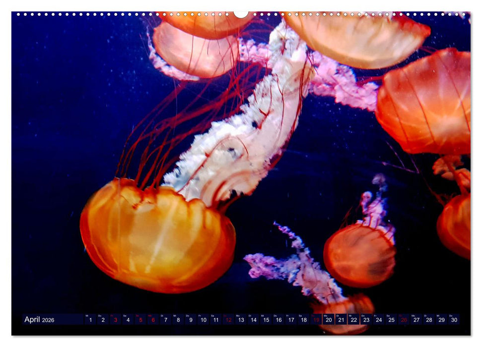 In der Welt der Medusen (CALVENDO Wandkalender 2026)