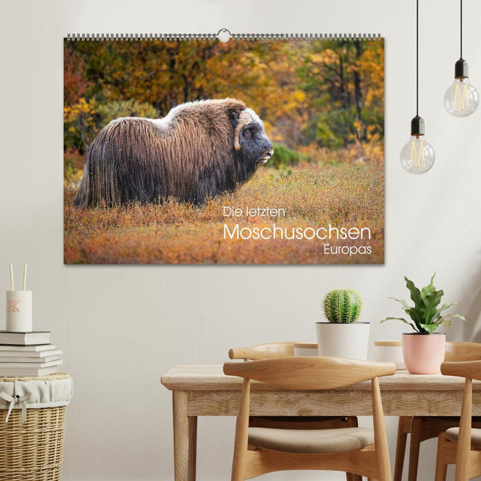 Die letzten Moschusochsen Europas (CALVENDO Wandkalender 2026)