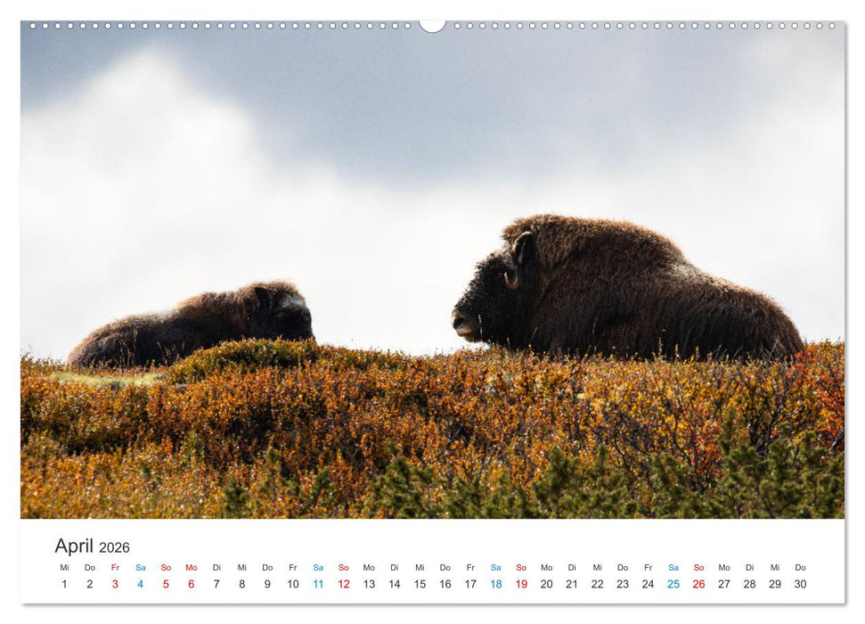Die letzten Moschusochsen Europas (CALVENDO Wandkalender 2026)