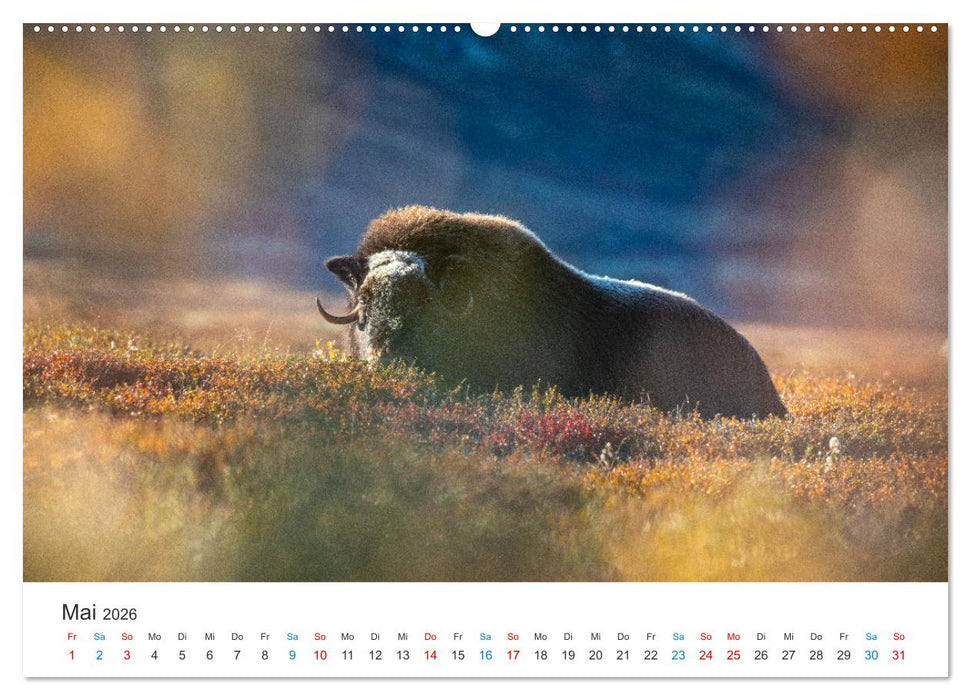 Die letzten Moschusochsen Europas (CALVENDO Wandkalender 2026)