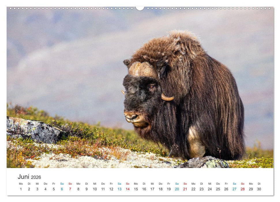 Die letzten Moschusochsen Europas (CALVENDO Wandkalender 2026)