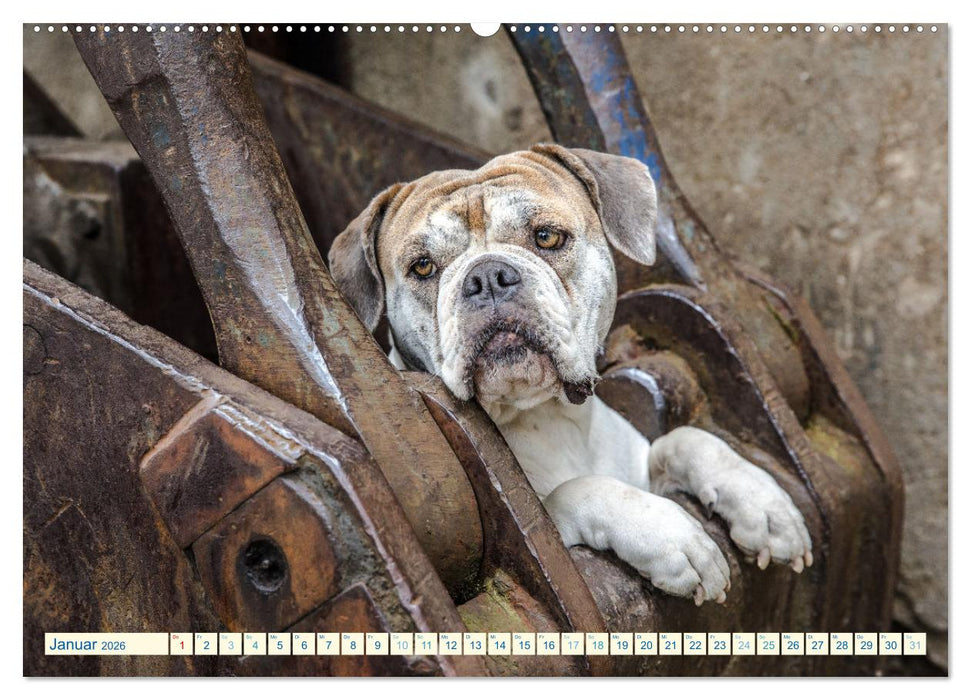 City Dogs im Landschaftspark (CALVENDO Premium Wandkalender 2026)