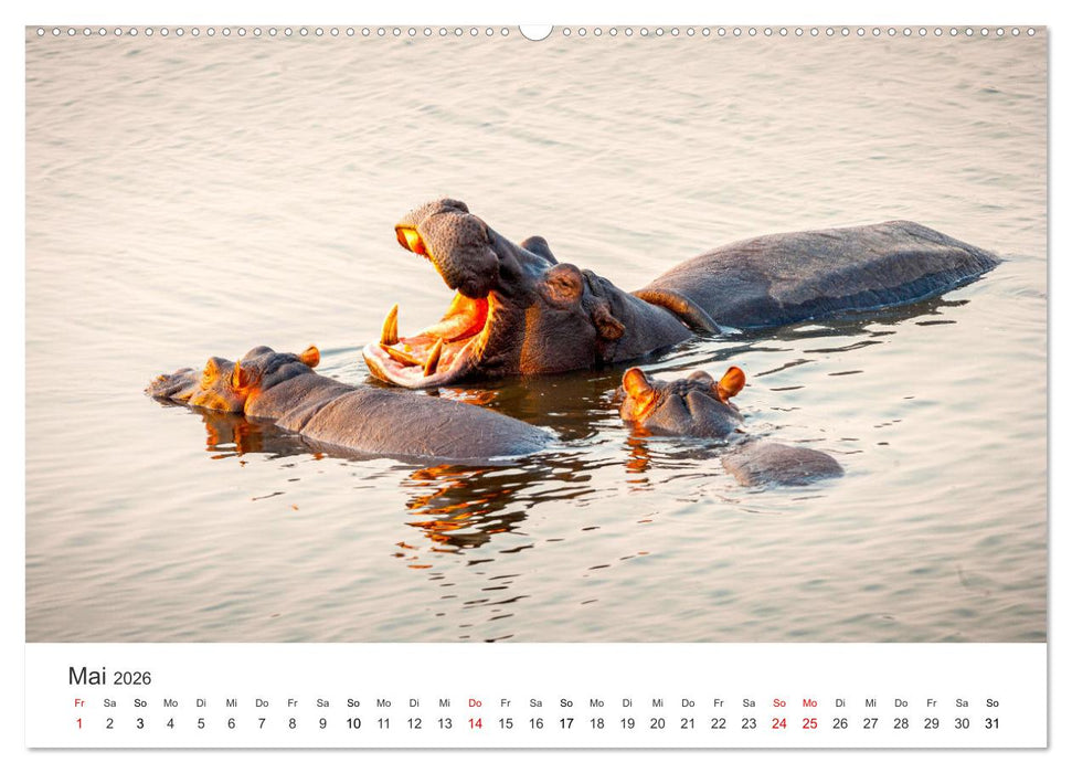 Botswana - Grandiose Wildnis (CALVENDO Wandkalender 2026)