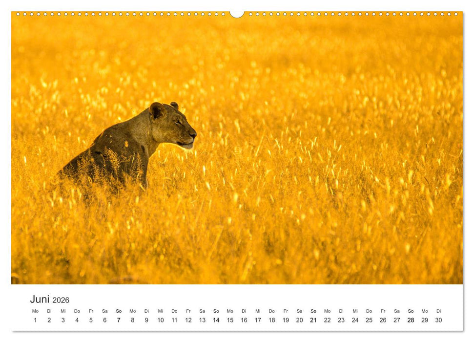 Botswana - Grandiose Wildnis (CALVENDO Wandkalender 2026)