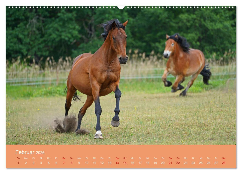 Faszination Pferdefreundschaft (CALVENDO Wandkalender 2026)