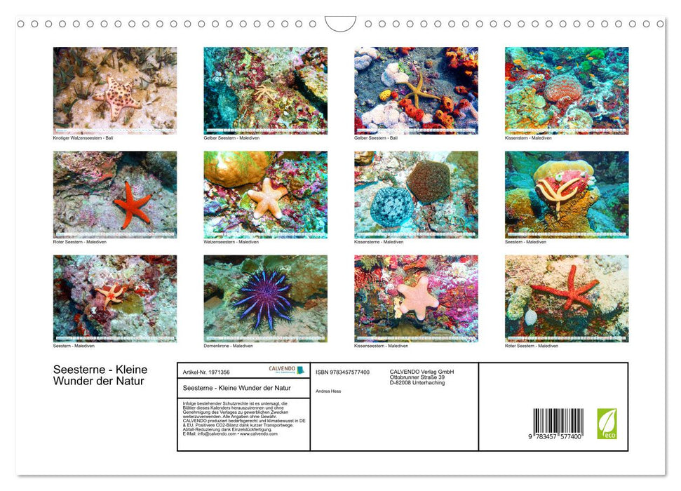 Seesterne - Kleine Wunder der Natur (CALVENDO Wandkalender 2026)