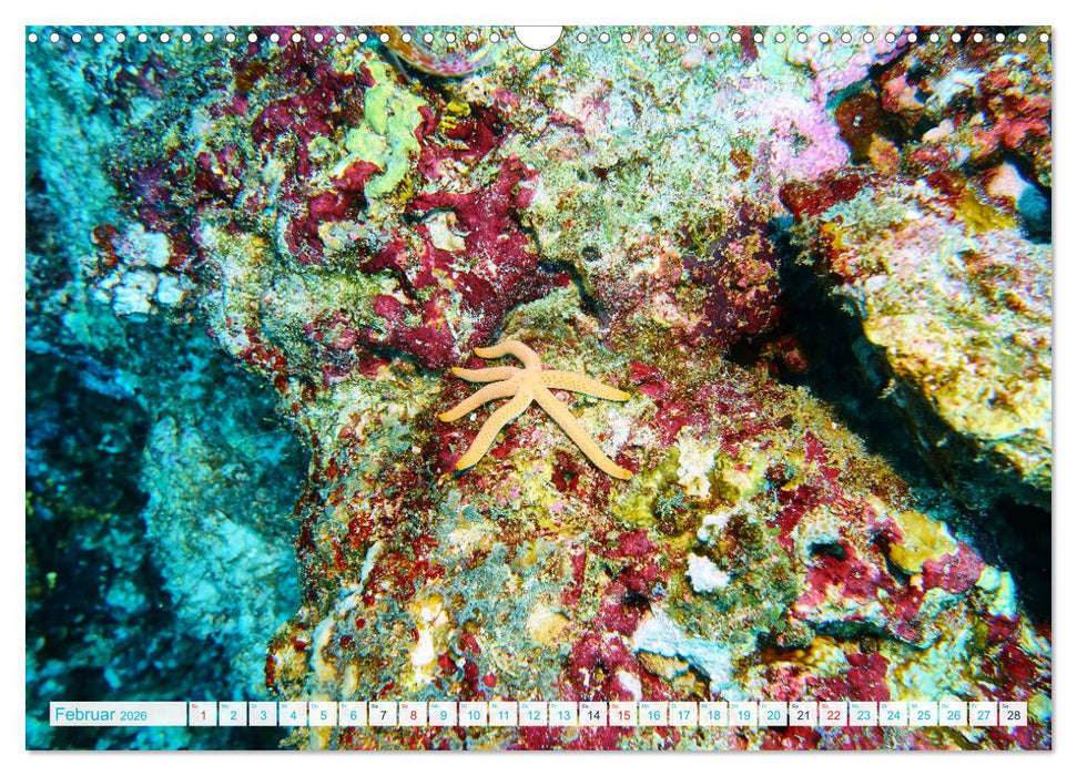 Seesterne - Kleine Wunder der Natur (CALVENDO Wandkalender 2026)