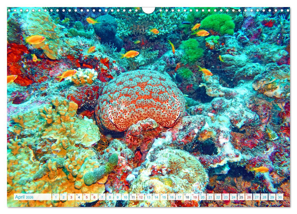 Seesterne - Kleine Wunder der Natur (CALVENDO Wandkalender 2026)