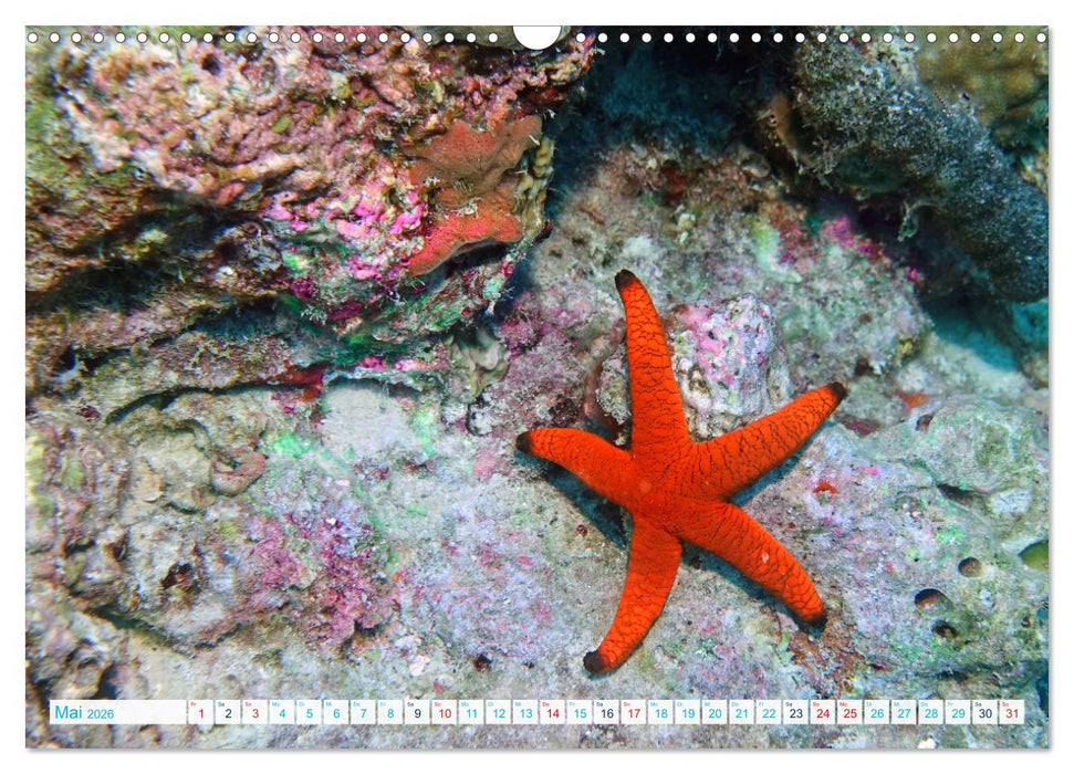 Seesterne - Kleine Wunder der Natur (CALVENDO Wandkalender 2026)
