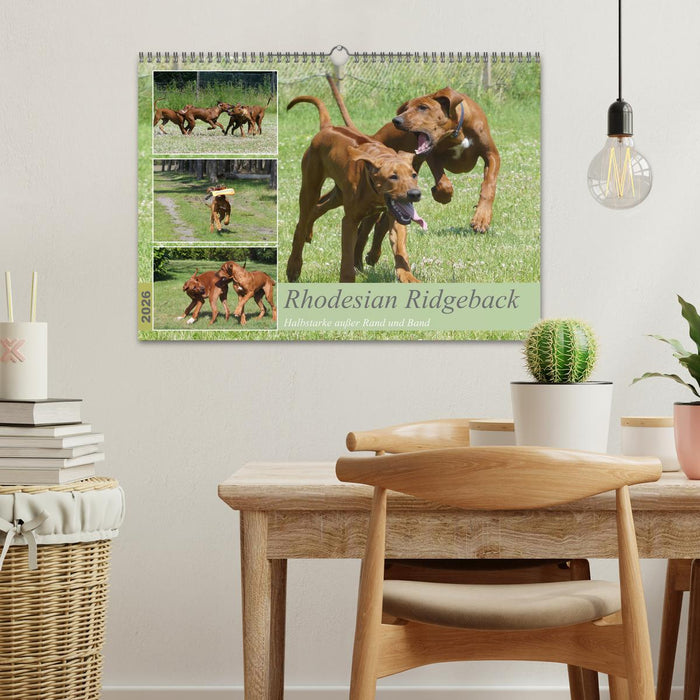 Rhodesian Ridgeback - Halbstarke außer Rand und Band (CALVENDO Wandkalender 2026)
