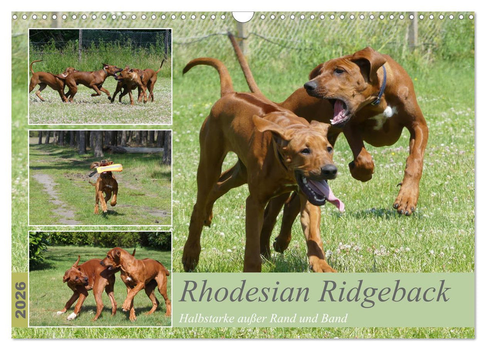 Rhodesian Ridgeback - Halbstarke außer Rand und Band (CALVENDO Wandkalender 2026)