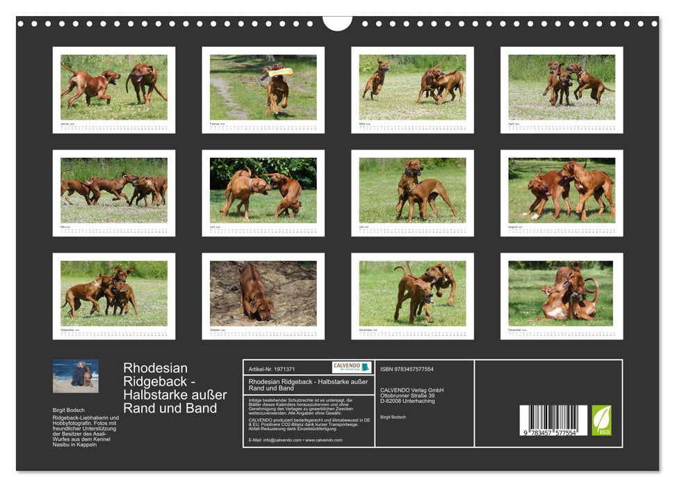 Rhodesian Ridgeback - Halbstarke außer Rand und Band (CALVENDO Wandkalender 2026)