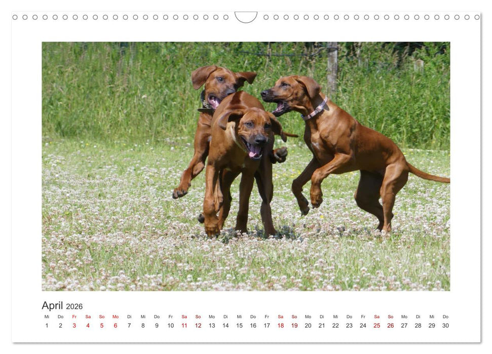 Rhodesian Ridgeback - Halbstarke außer Rand und Band (CALVENDO Wandkalender 2026)