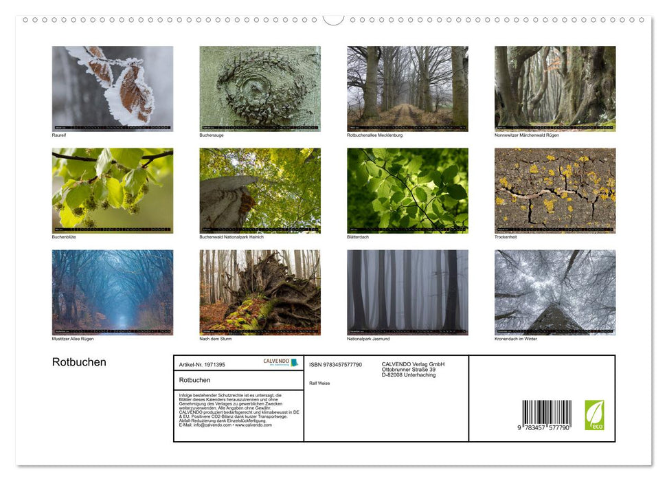 Rotbuchen (CALVENDO Premium Wandkalender 2026)