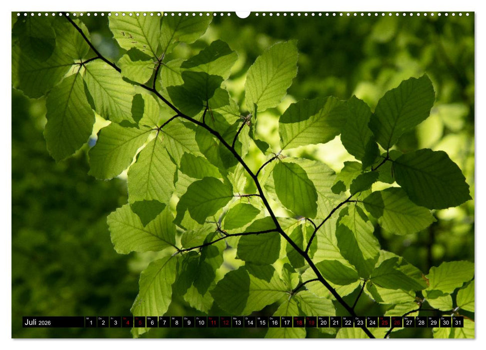 Rotbuchen (CALVENDO Premium Wandkalender 2026)