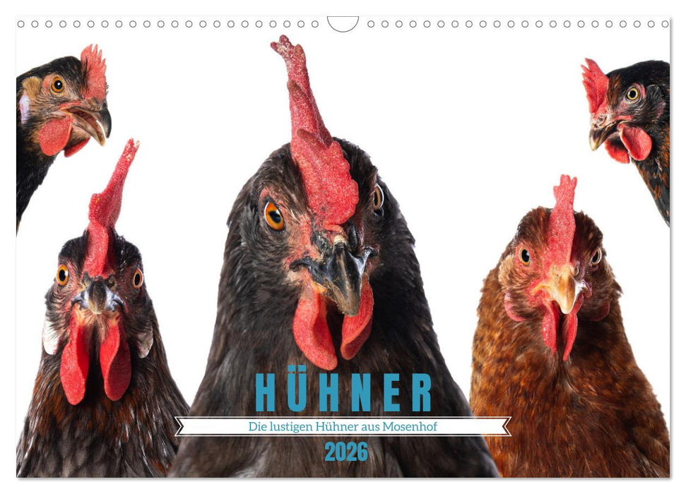 Die lustigen Hühner aus Mosenhof (CALVENDO Wandkalender 2026)