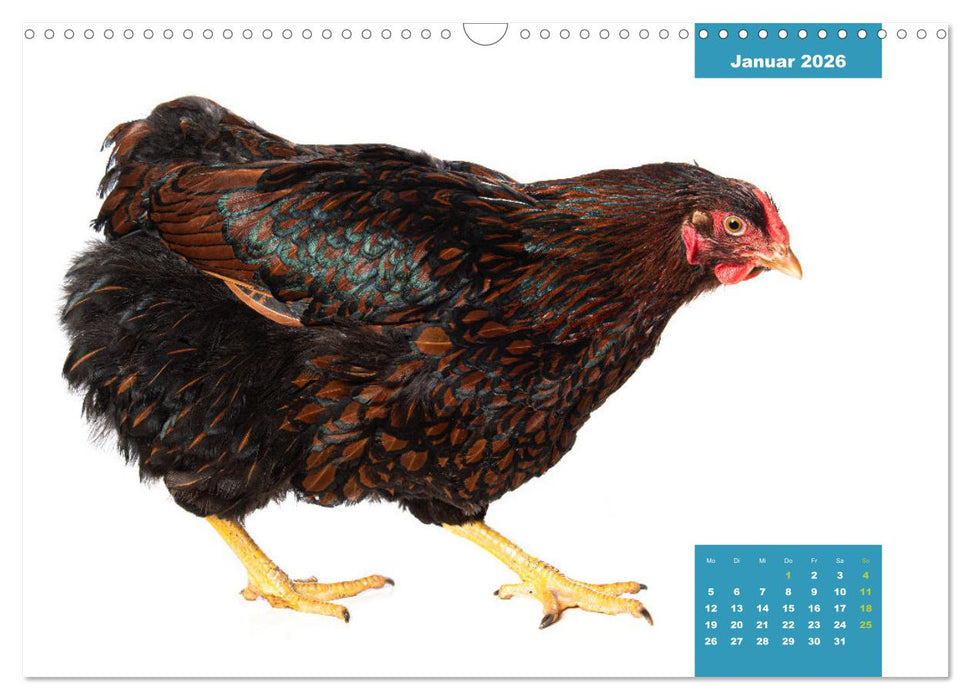 Die lustigen Hühner aus Mosenhof (CALVENDO Wandkalender 2026)
