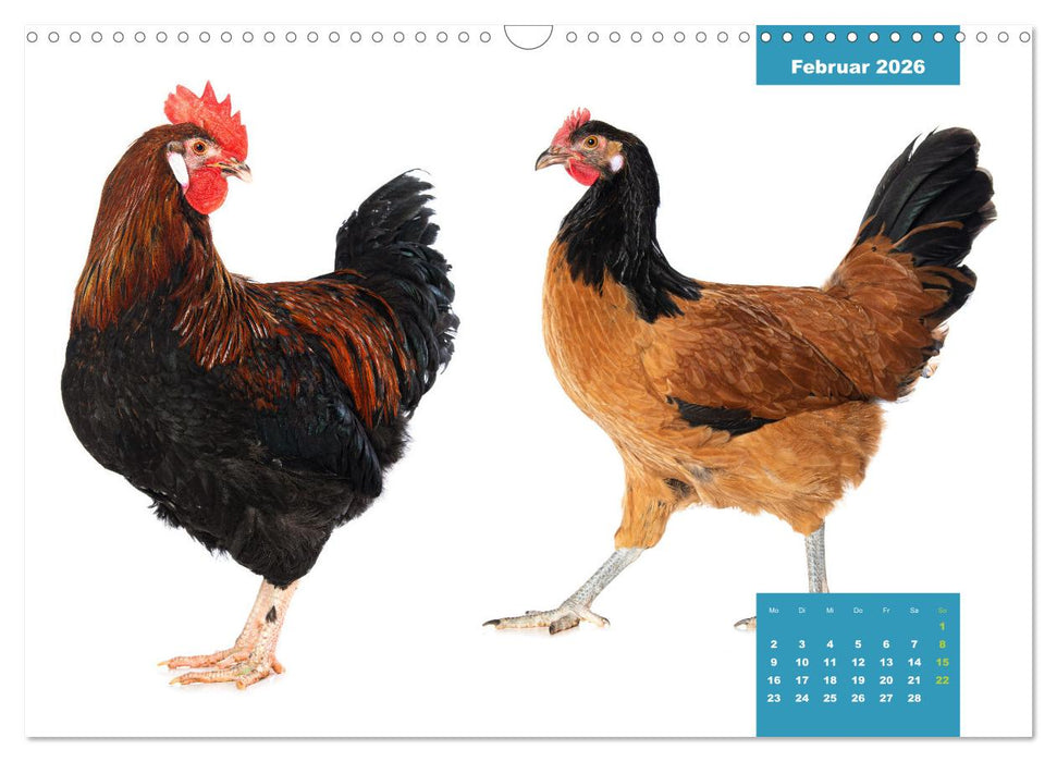 Die lustigen Hühner aus Mosenhof (CALVENDO Wandkalender 2026)