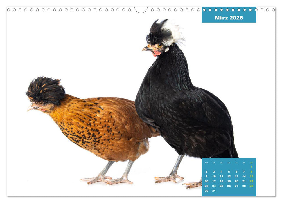Die lustigen Hühner aus Mosenhof (CALVENDO Wandkalender 2026)