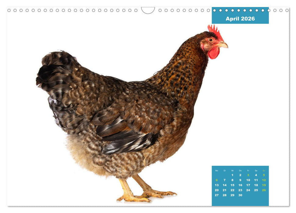 Die lustigen Hühner aus Mosenhof (CALVENDO Wandkalender 2026)