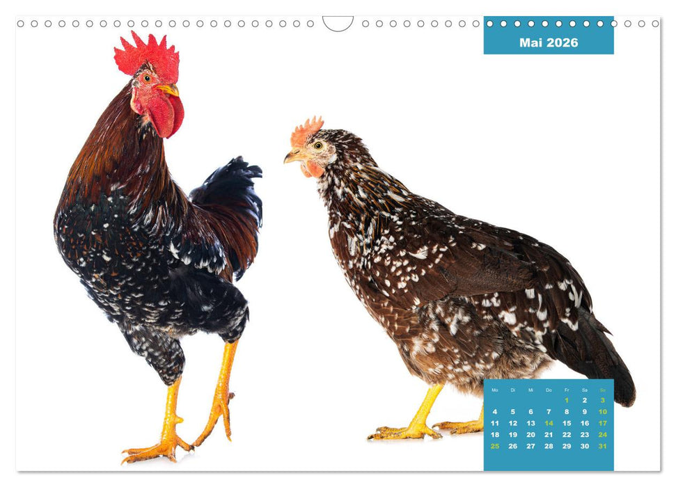 Die lustigen Hühner aus Mosenhof (CALVENDO Wandkalender 2026)
