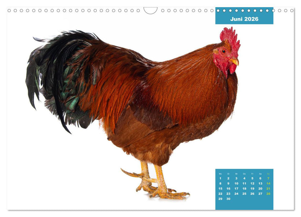 Die lustigen Hühner aus Mosenhof (CALVENDO Wandkalender 2026)