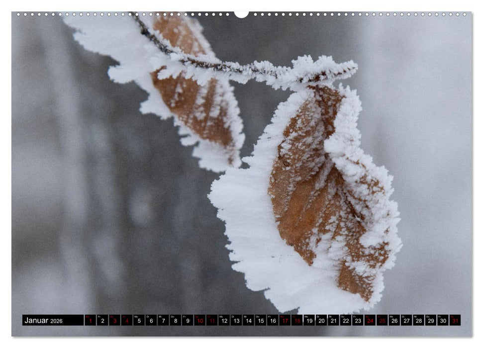 Rotbuchen (CALVENDO Wandkalender 2026)