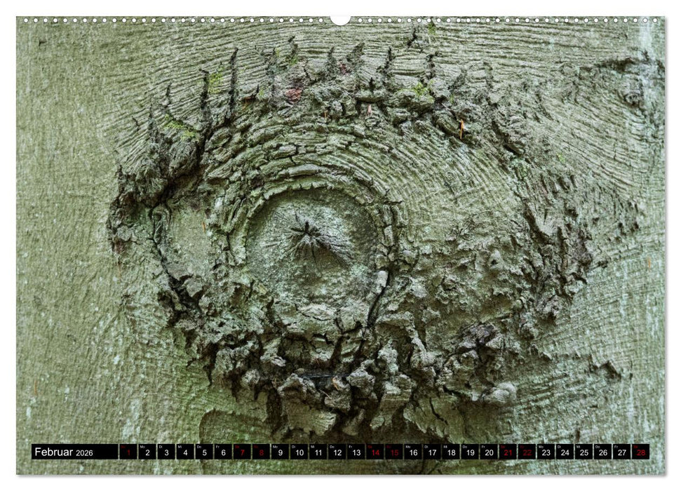 Rotbuchen (CALVENDO Wandkalender 2026)