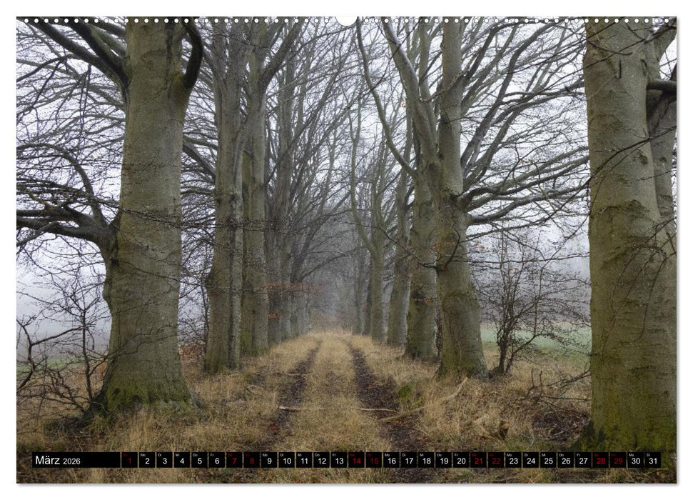 Rotbuchen (CALVENDO Wandkalender 2026)