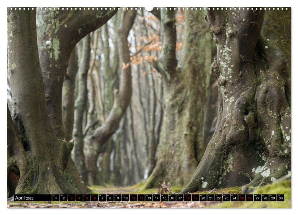 Rotbuchen (CALVENDO Wandkalender 2026)