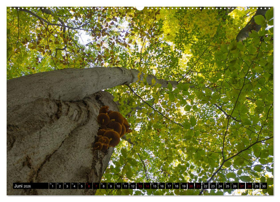 Rotbuchen (CALVENDO Wandkalender 2026)