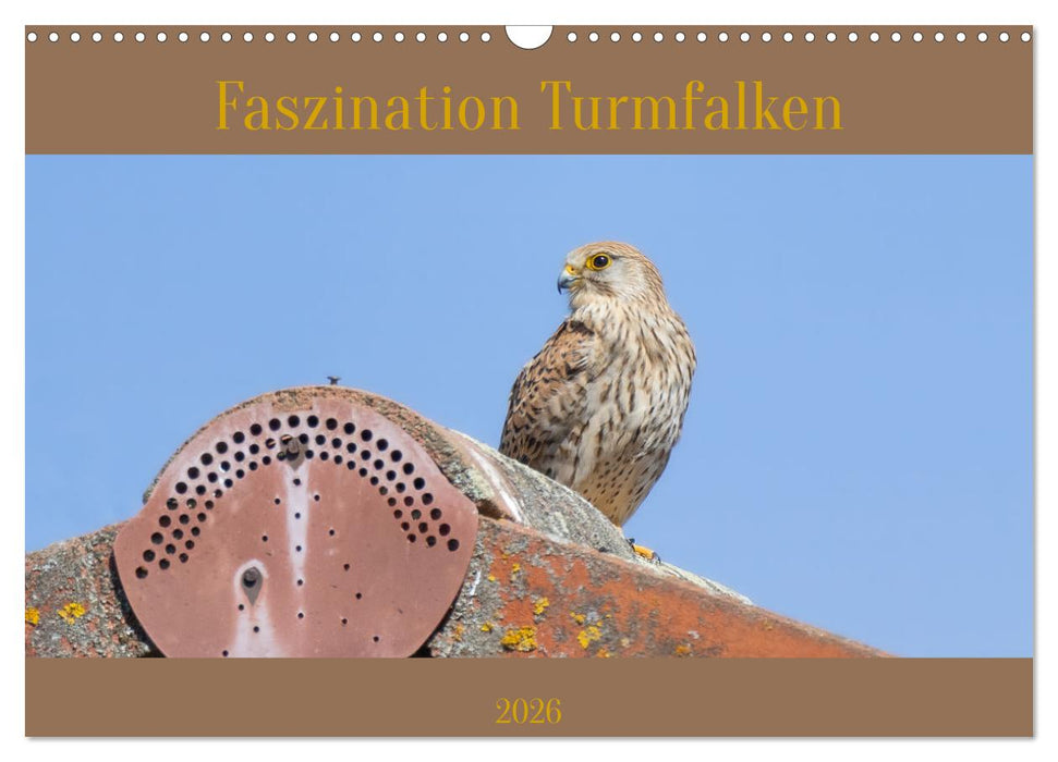 Faszination Turmfalken (CALVENDO Wandkalender 2026)