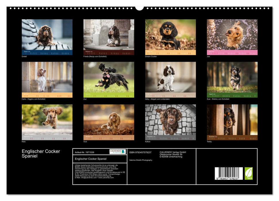 Englischer Cocker Spaniel (CALVENDO Premium Wandkalender 2026)